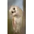 Ema GolliProfile Picture