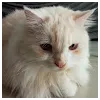 Ann Mary CyriacProfile Picture