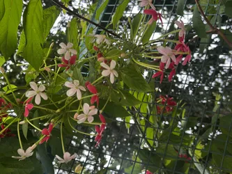 Chinki