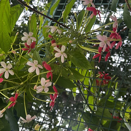 Chinki