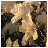 Ann (H.C.) LimProfile Picture