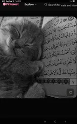 Tasnim Tushi
