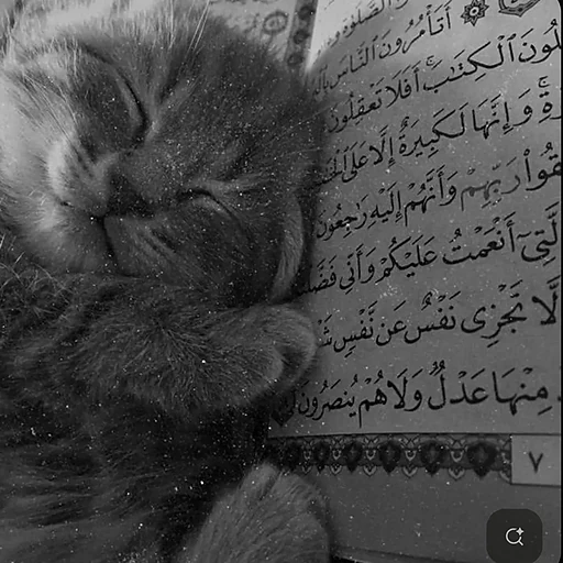 Tasnim Tushi