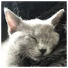 Zoe Sophie HarlanderProfile Picture