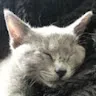Zoe Sophie HarlanderProfile Picture