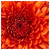 Shubhi MaheshwariProfile Picture