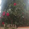 hassaanyasir 7263Yw71L