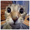jenna tarekProfile Picture
