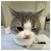 Vagish GuptaProfile Picture