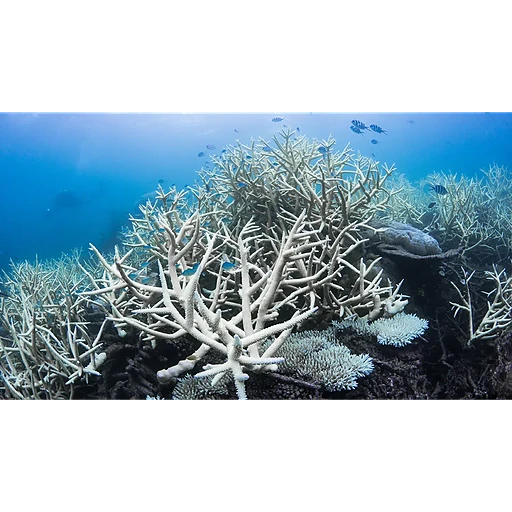 UNEP - UN Environmental Program