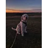 Till KorneffelProfile Picture