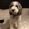 Ben Kralovec