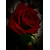 Sourish SinghProfile Picture