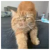 Alman AhmadProfile Picture
