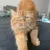 Alman AhmadProfile Picture