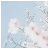 Bushra KhanProfile Picture