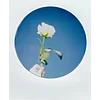 Kunhee LeeProfile Picture