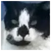 Hayan ArarProfile Picture