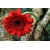 Azra  Calisir Profile Picture