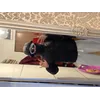 Babutskyi KyryloProfile Picture