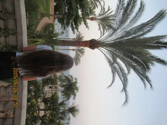 Julia Salitra