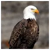 Zaboor AliProfile Picture
